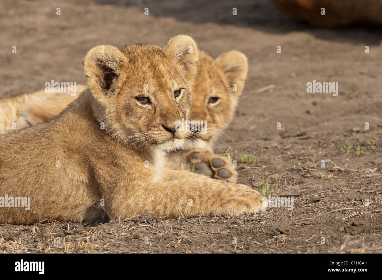 Stock Foto di due lion cubs appendere fuori insieme. Foto Stock