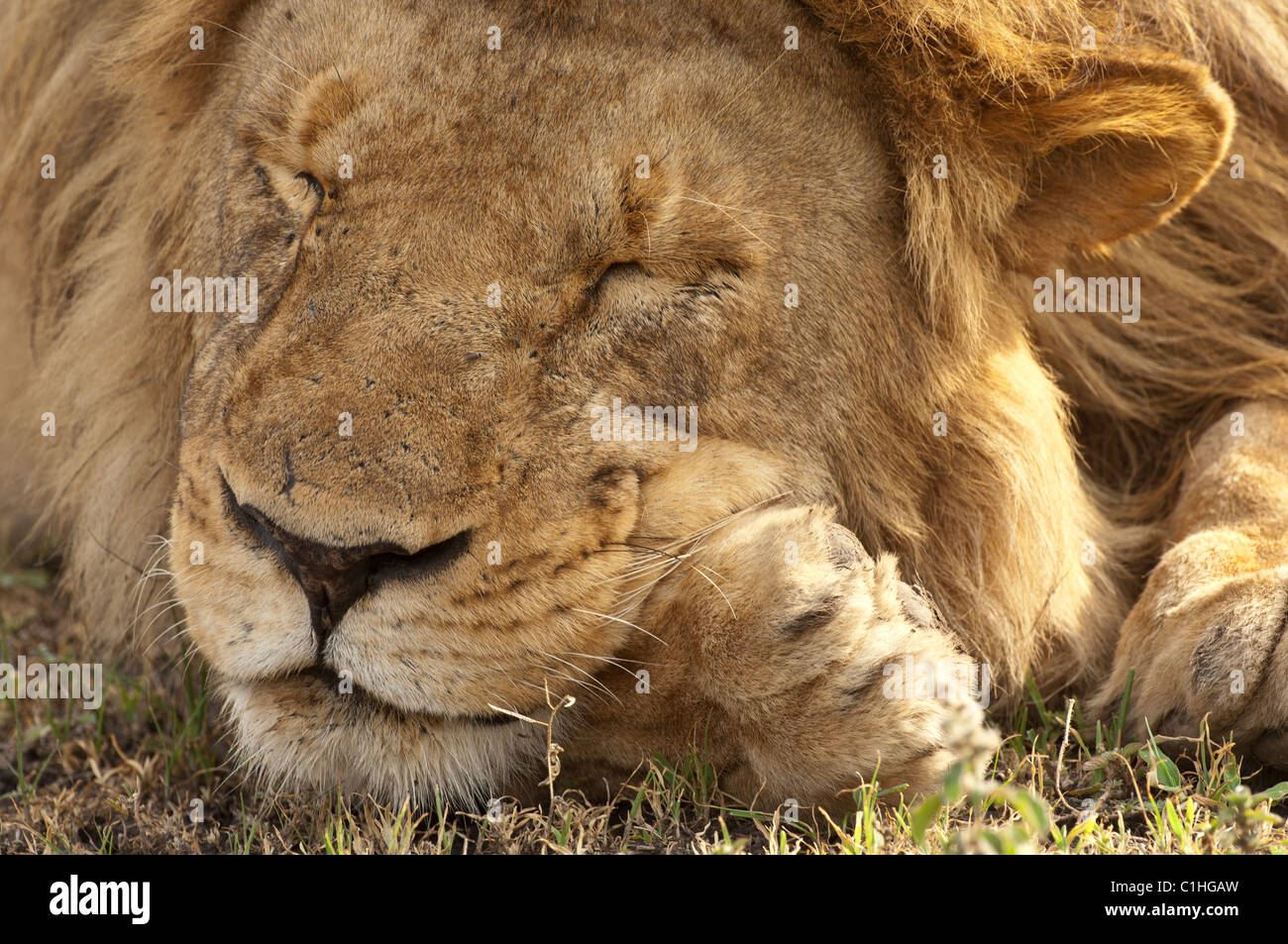 Stock photo closeup di un grande maschio lion che poggia il capo sul suo zampe. Foto Stock