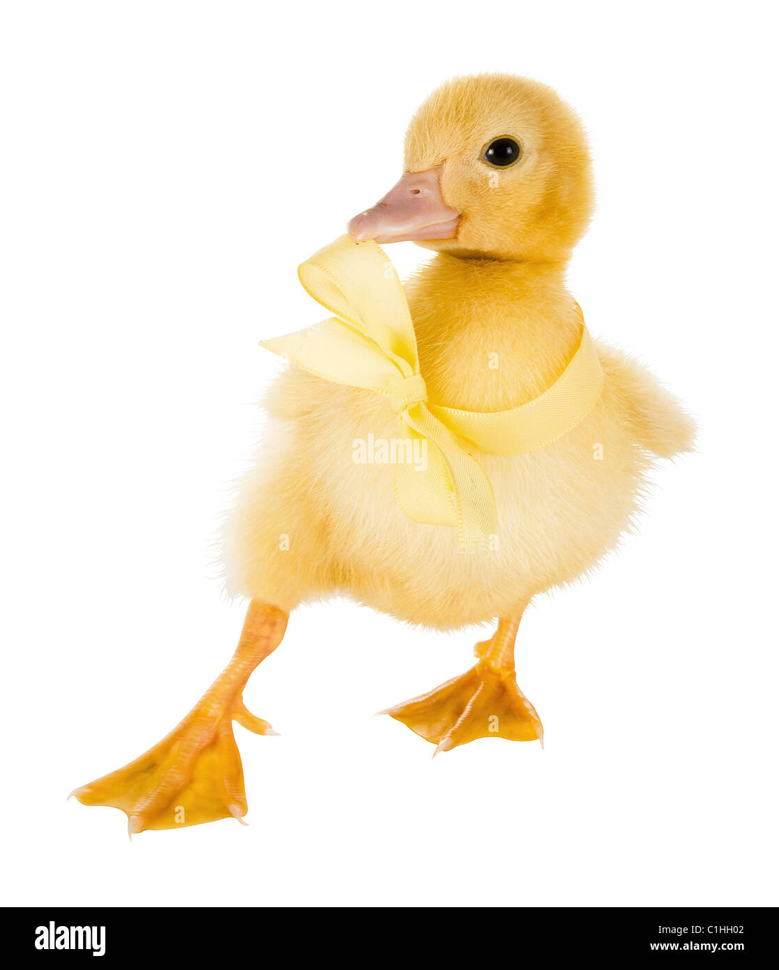 4 giorni Pasqua anatroccolo seduto su uno sfondo bianco Foto Stock