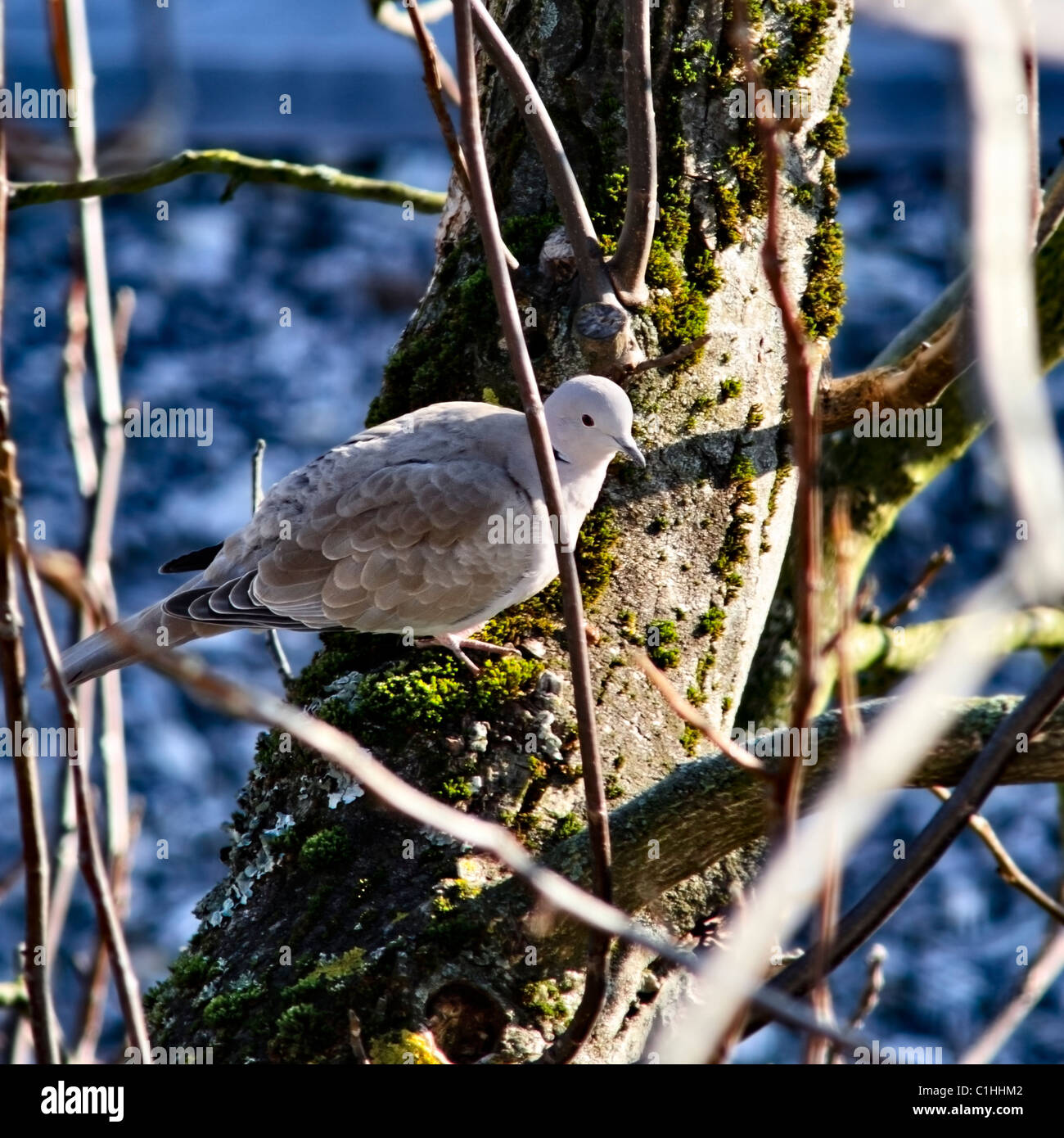 Colomba a collare seduto su Walnut Tree branch Foto Stock