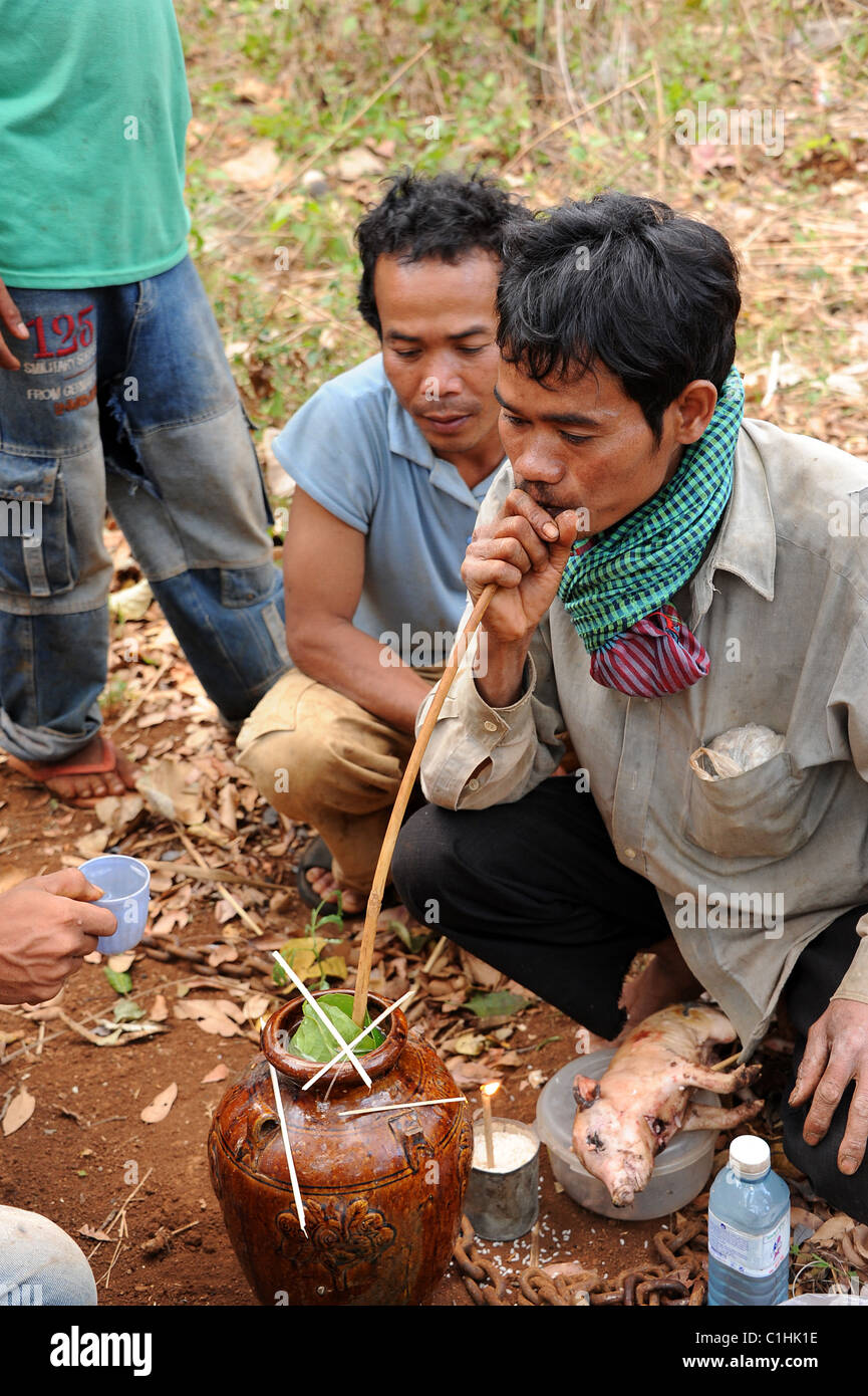 Bunong uomini di bere il vino di riso a una campagna la celebrazione dei matrimoni. Il maiale è un'offerta sacrificale per gli ospiti alla festa sul Foto Stock