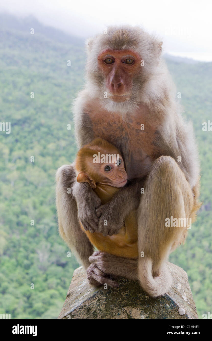 Scimmia macaco con infantile, Taung Kalat , il Monte Popa, Myanmar Foto Stock