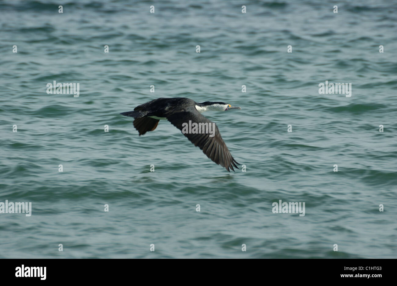 Pied cormorano (Phalacrocorax varius) volare oltre oceano, Australia occidentale Foto Stock