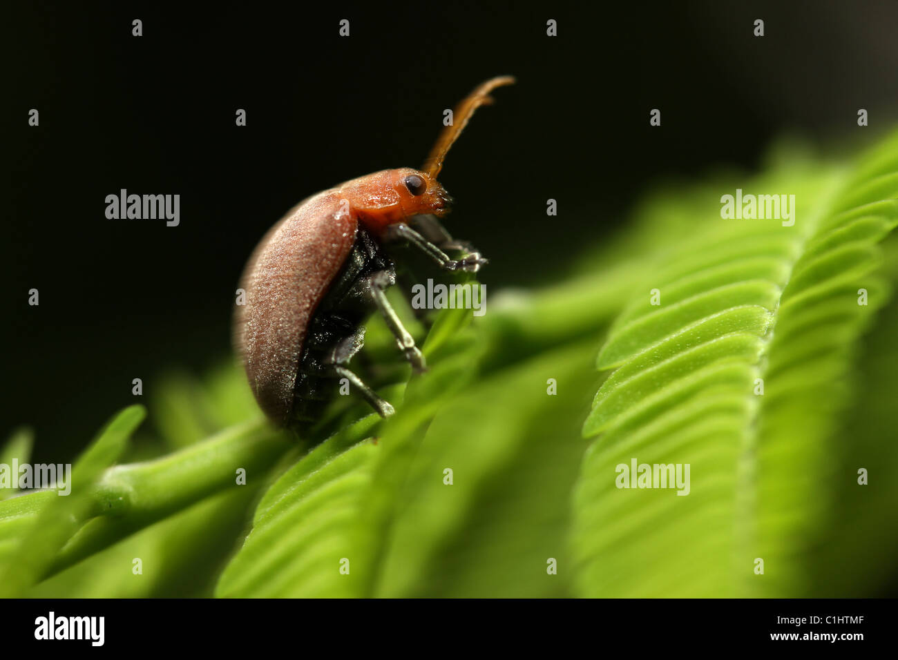 Foto macro di Celtis coleottero foglia su foglia preso in Brisbane Australia Foto Stock