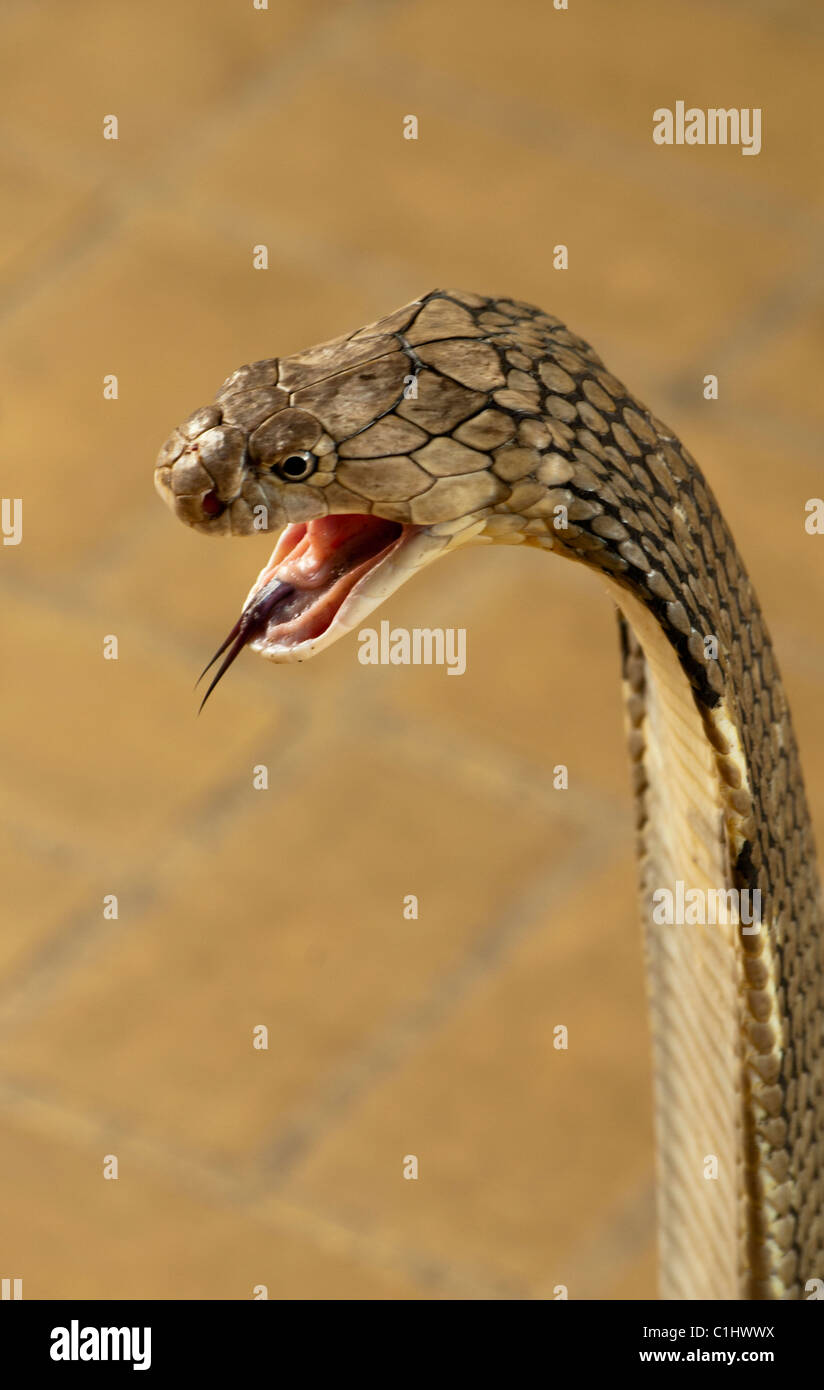 Re Cobra, la più lunga del mondo di serpenti velenosi, (Ophiophagus hannah) Foto Stock