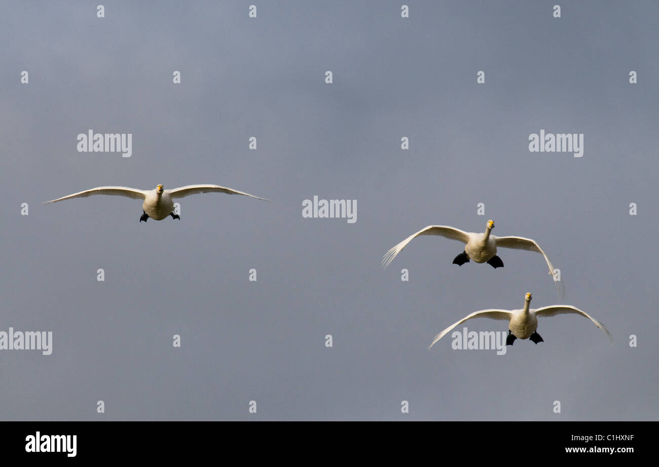 Whooper tre cigni in volo in arrivo a terra cygnus Foto Stock
