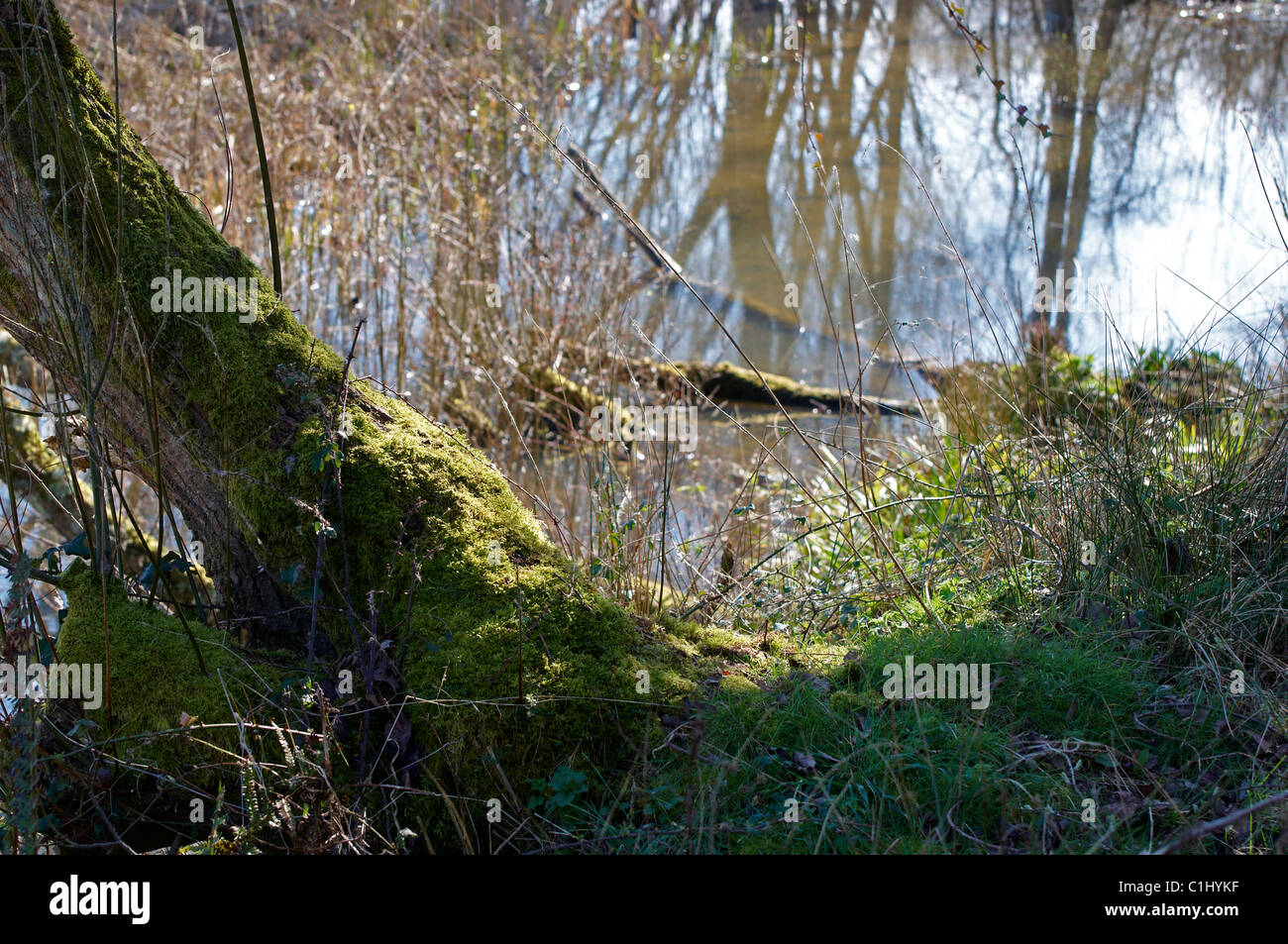 Moss coperto il tronco di un albero caduto sul bordo di una zona paludosa e sul bordo di un lago nella nuova foresta, Hampshire Foto Stock