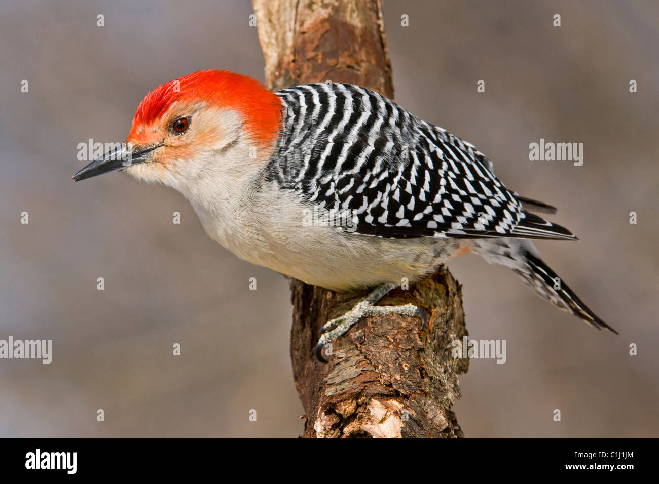 Rosso-Picchio panciuto, maschio Melanerpes carolinus USA orientale Foto Stock