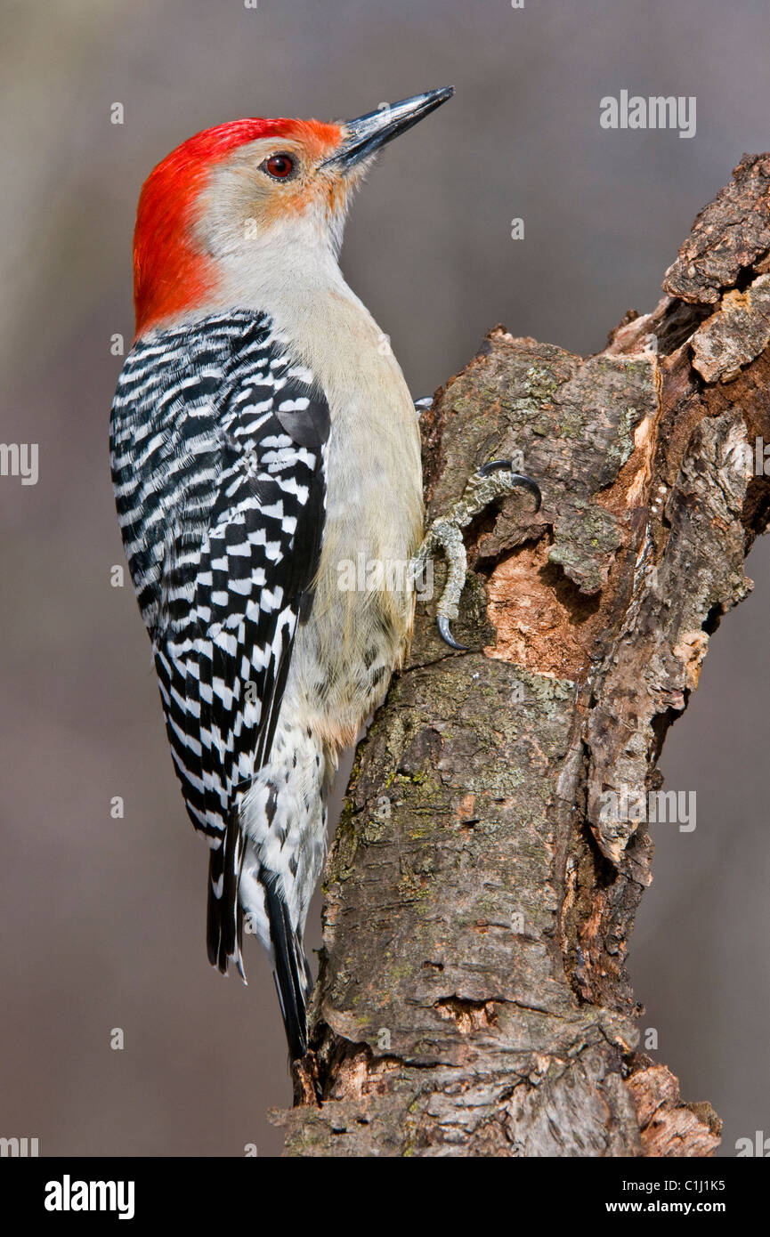 Rosso-Picchio panciuto, maschio Melanerpes carolinus USA orientale Foto Stock