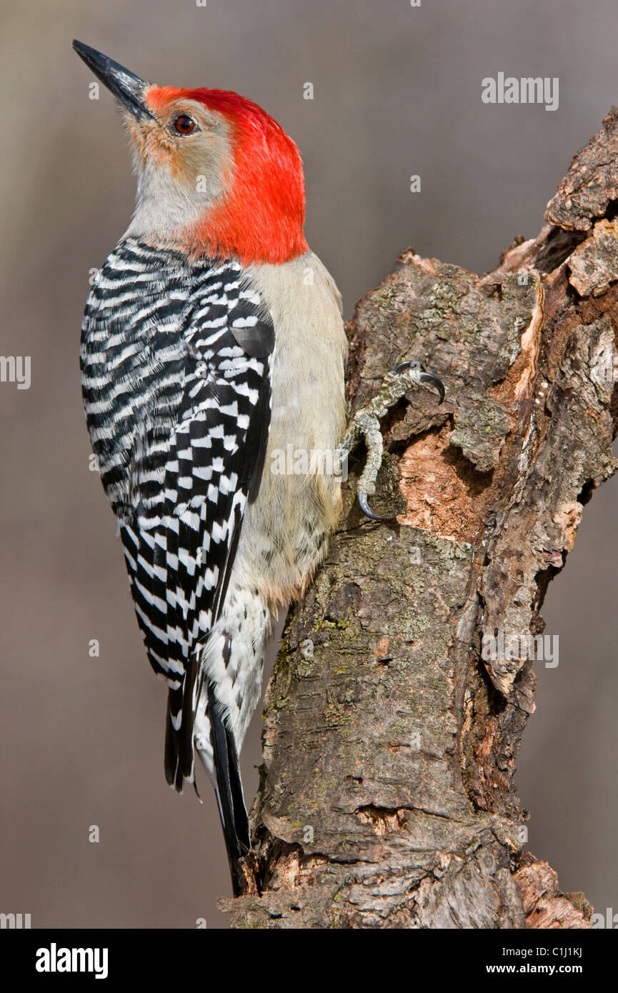 Rosso-Picchio panciuto, maschio Melanerpes carolinus USA orientale Foto Stock