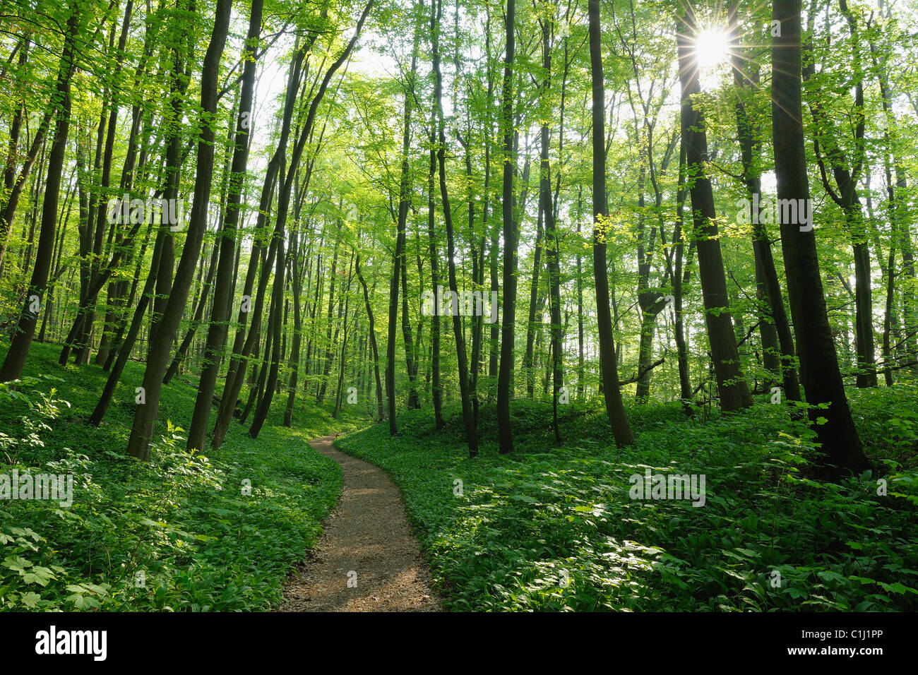 Percorso attraverso il bosco di faggio in primavera, Parco Nazionale Hainich, Turingia, Germania Foto Stock