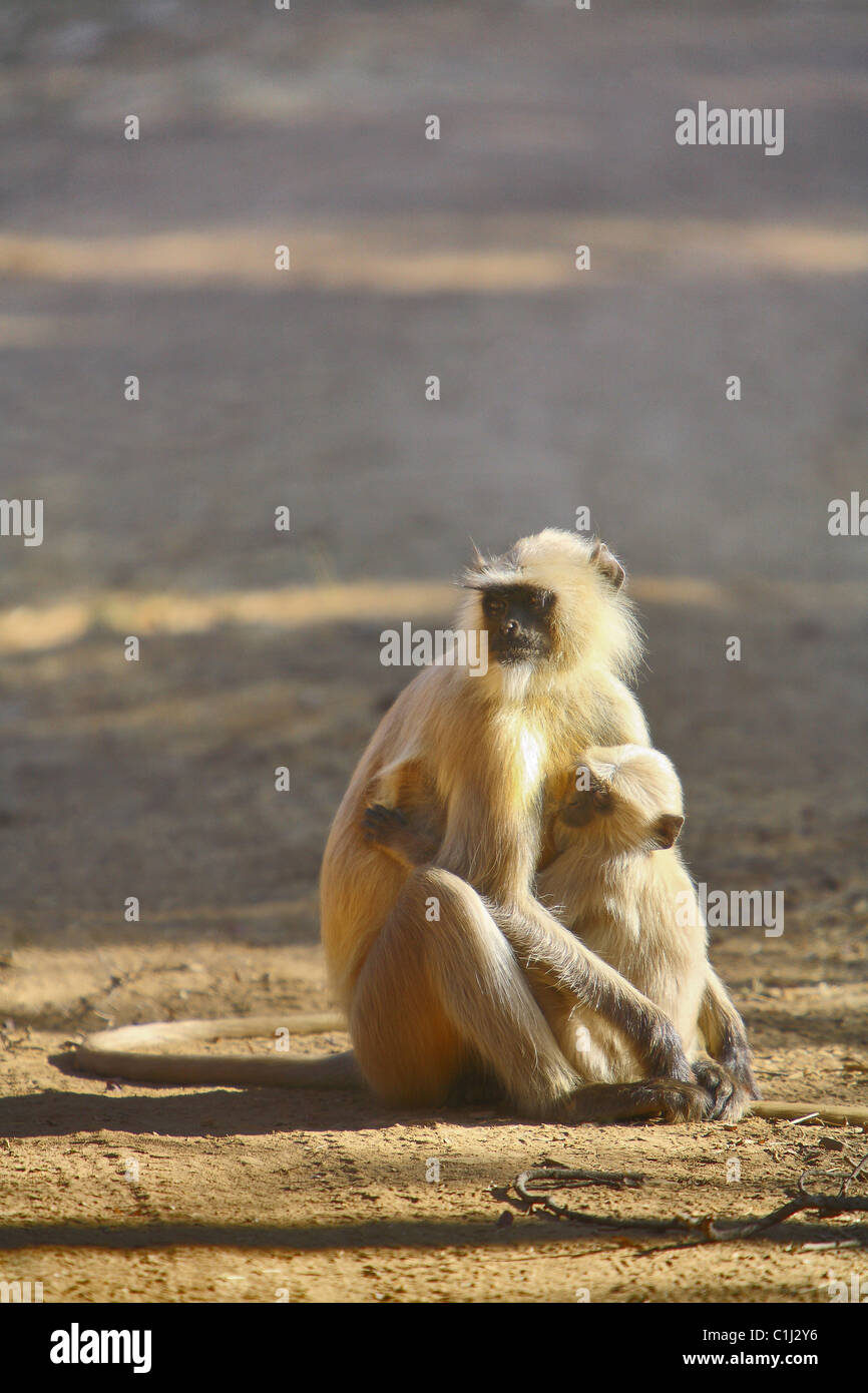 Hanuman (Langur Presbytis entellus) seduto in mezzo alla strada e con trattenendo il suo bambino Pench National Park in Madhya Pradesh Foto Stock