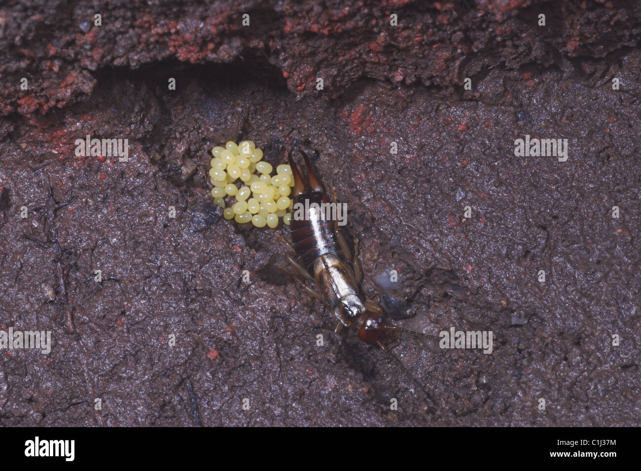 Earwig con uova. Regno Unito Foto Stock