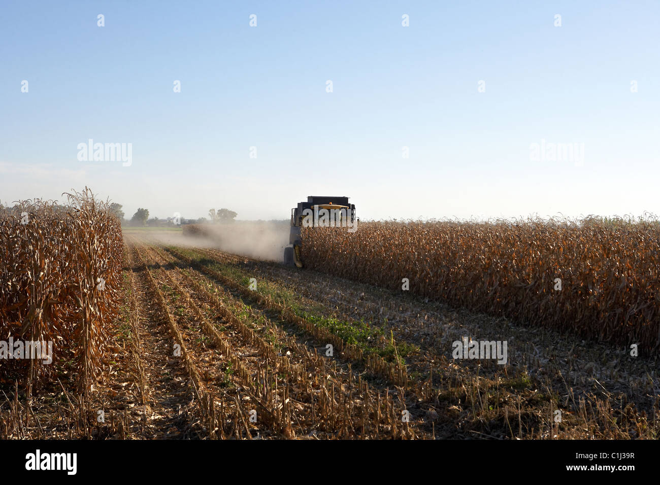 Mietitrebbia su campo di grano Foto Stock