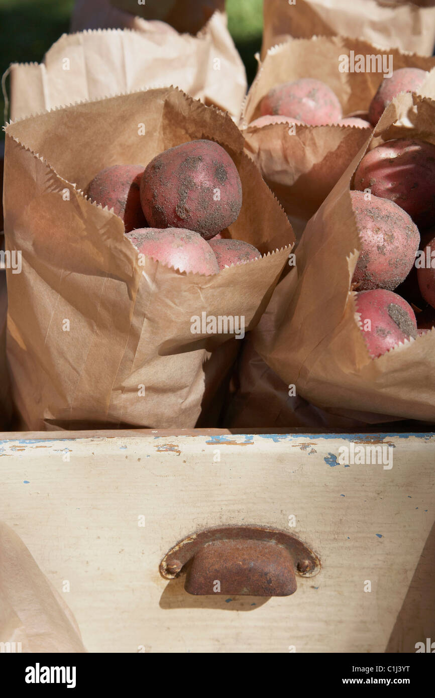 Patate rosse al mercato agricolo, Vest-Agder, Norvegia meridionale, Norvegia Foto Stock