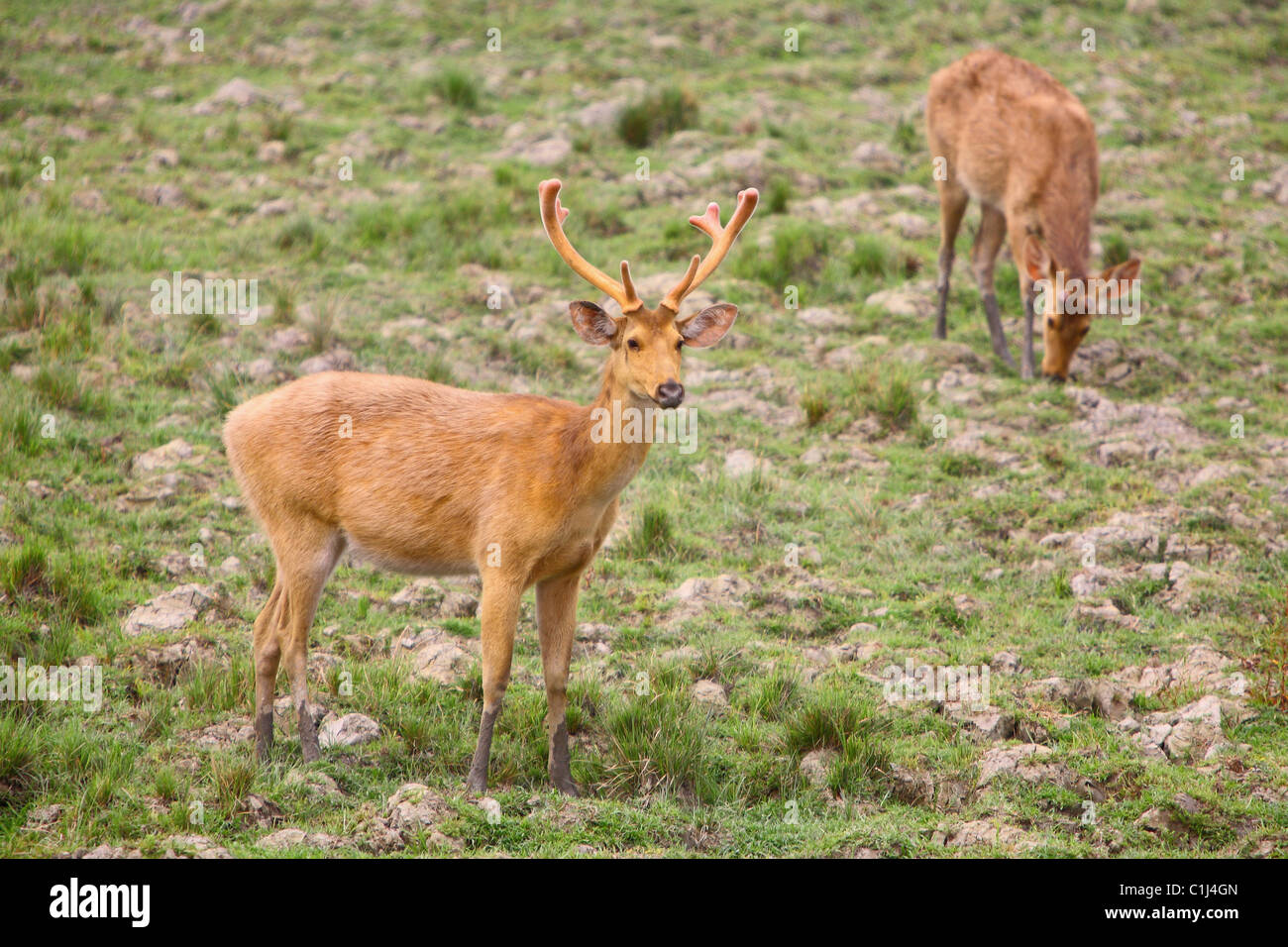 Una palude cervo maschio con corna (Cervus duvauceli) permanente al Parco Nazionale di Kaziranga Aasam India Foto Stock
