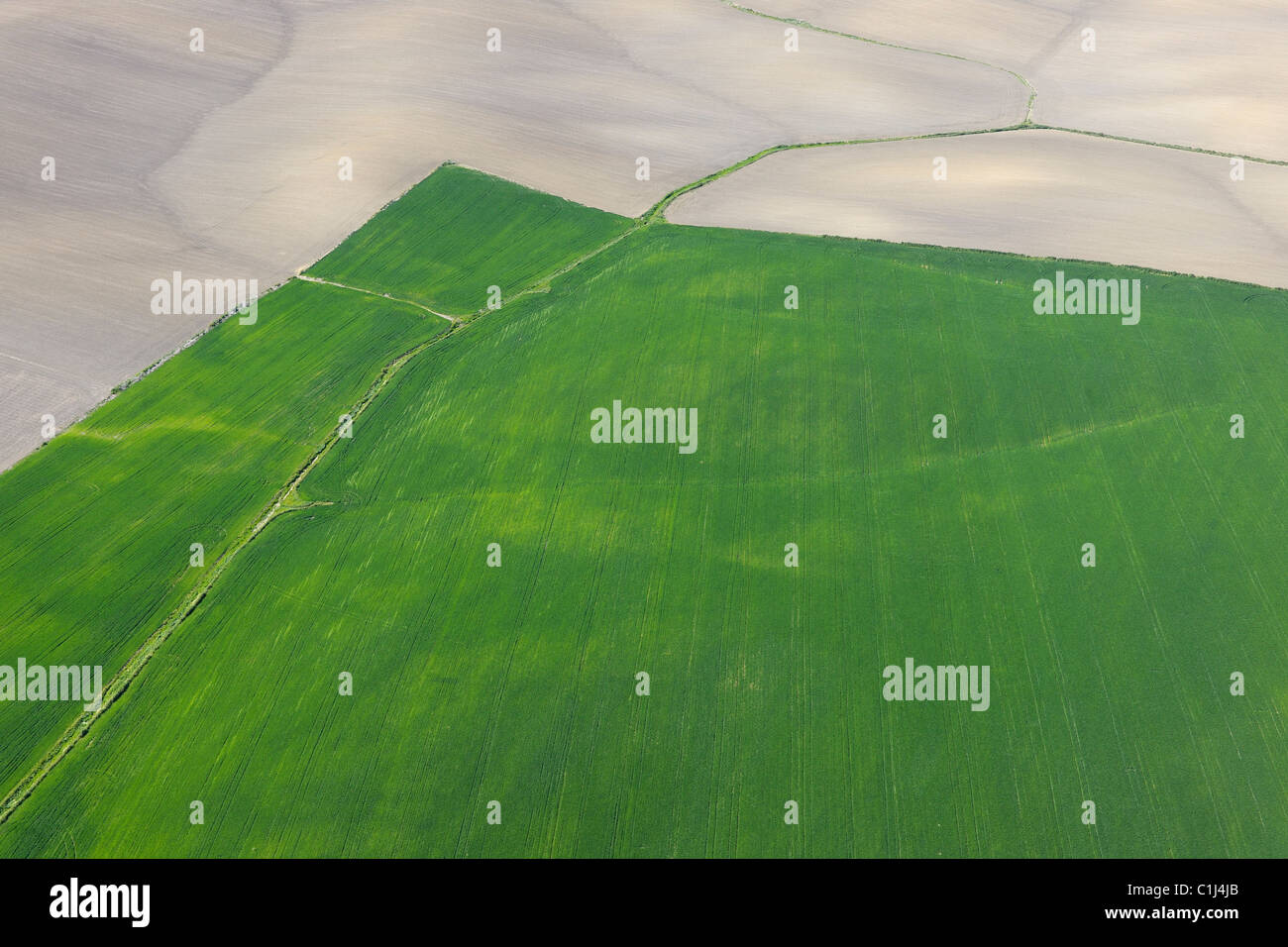 Vista aerea del campo di grano, la provincia di Cadiz Cadice, Andalusia, Spagna Foto Stock