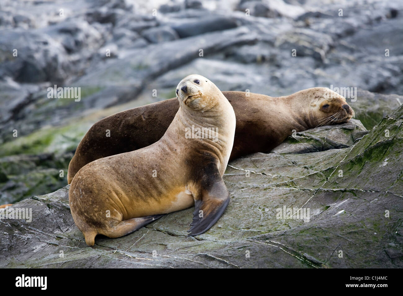 Sud Americana di leoni di mare, Canale Beagle Foto Stock