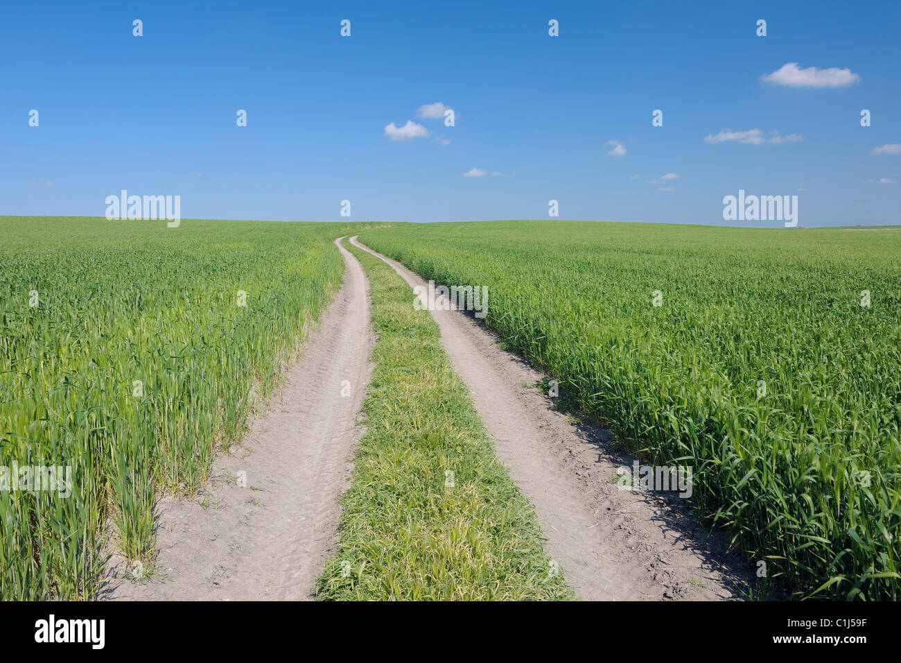 Tracce di pneumatici attraverso campi di grano, Andalusia, Spagna Foto Stock