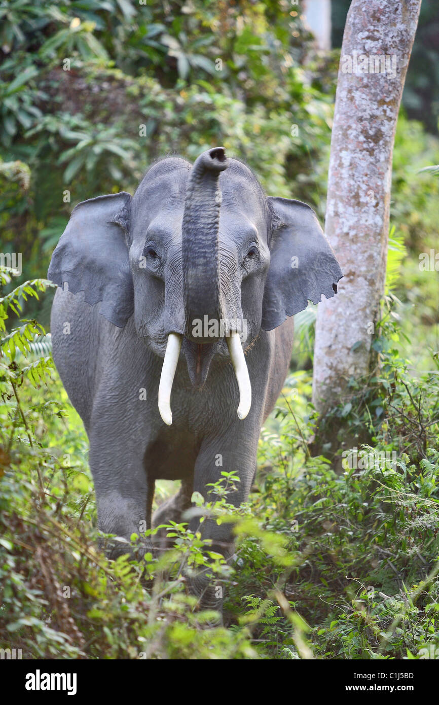 L'elefante indiano (Elephas maximus indicus) giovane maschio presso il Parco Nazionale di Kaziranga Aasam India Foto Stock