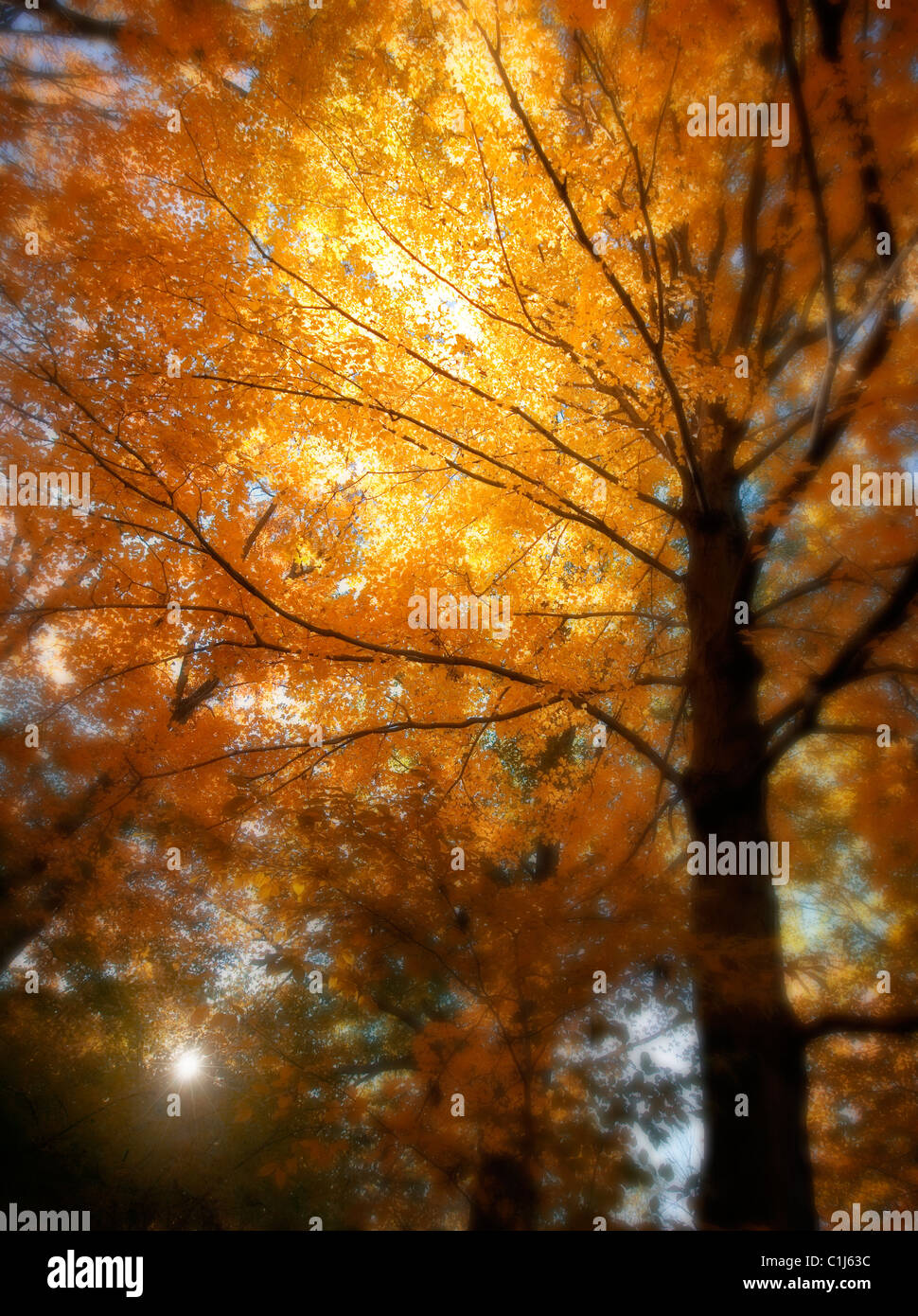 Un albero di acero si illumina con colori dorati nel pomeriggio di sole nel New Jersey Foto Stock