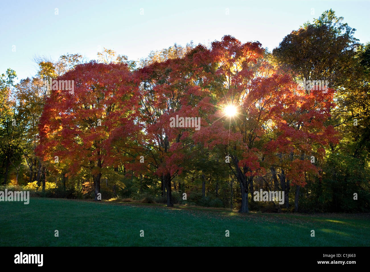 Una fila di acero si illumina con colori dorati nel pomeriggio di sole nel New Jersey Foto Stock
