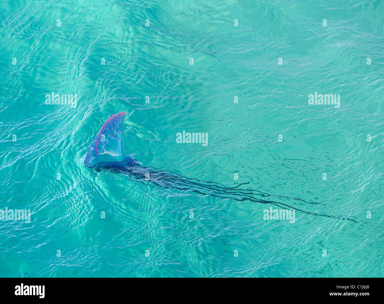 Un uomo portoghese o' War meduse deriva nel poco profonde acque dei Caraibi. È anche noto come Bluebubble o Bluebottle Foto Stock