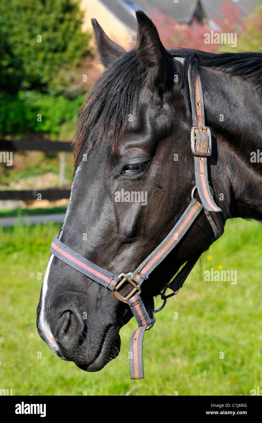 Ritratto di profilo del cavallo nero (Equus caballus) con sistema di cavi Foto Stock