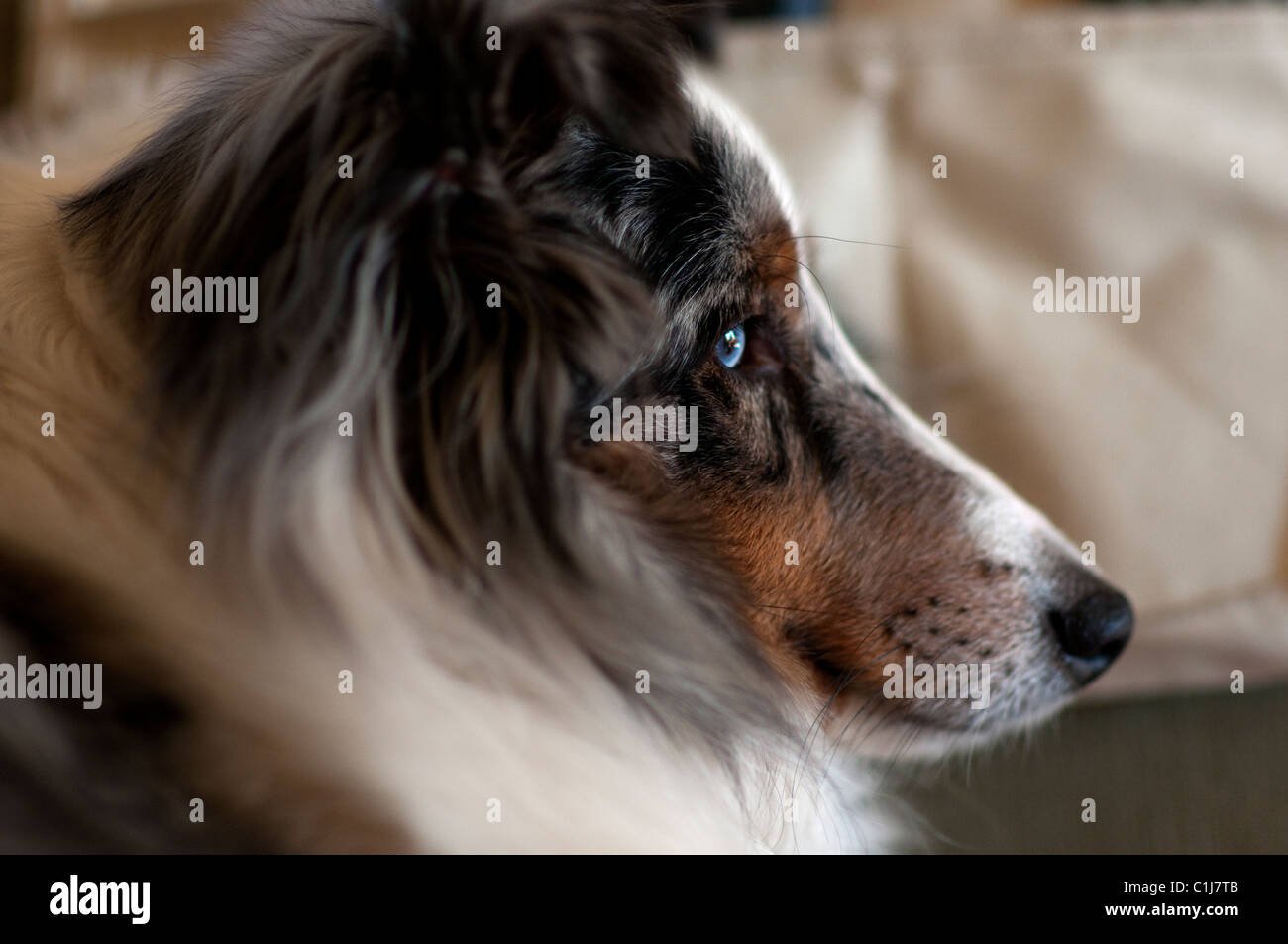 Ritratto di Sheltie cane. Foto Stock