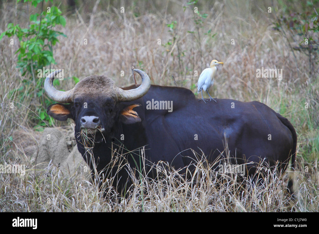 Un indiano Gaur (Bos gaurus) al Parco Nazionale di Kanha, Madhyapradesh India Foto Stock