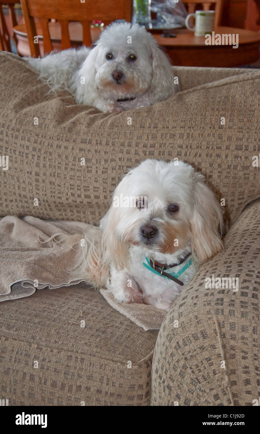 Questi due white Coton De Tulear i cani sono sdraiati in luoghi chiusi su un divano insieme. Lo sfondo è intenzionalmente sfocate per sottolineare t Foto Stock