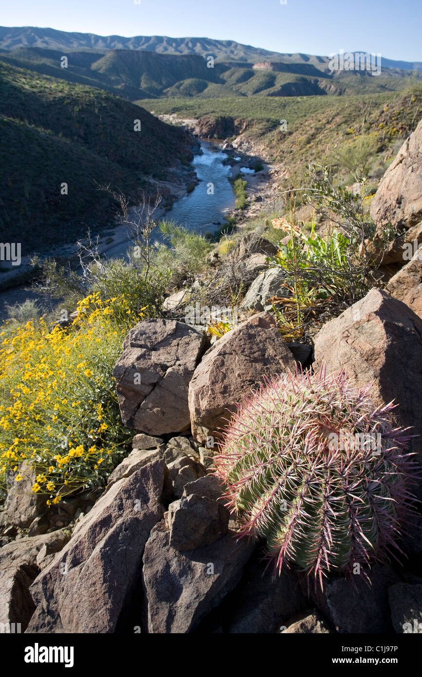 Guardando verso il basso oltre il cactus e brittlebush fiori per il fiume di sale in Arizona, Stati Uniti. Foto Stock