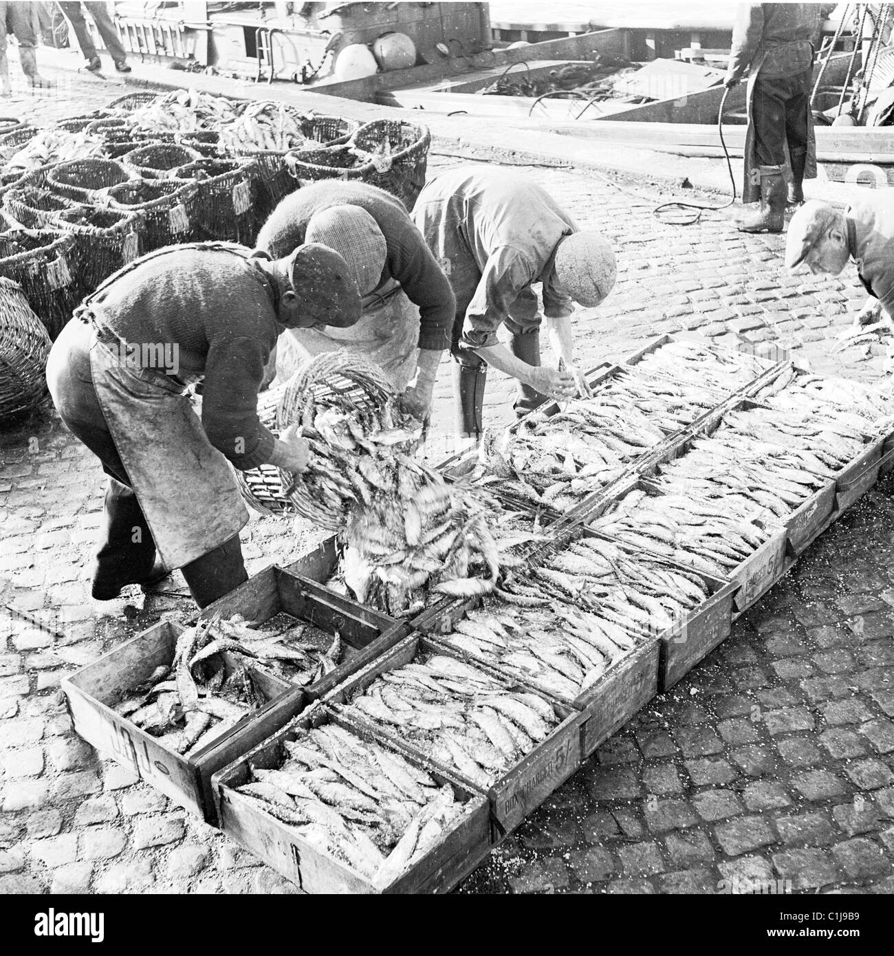 Anni '1950, storici, portuali in una banchina acciottolata che caricava pesce fresco dai cesti nelle casse del porto di Tyneside, Newcastle, Inghilterra, Regno Unito. Foto Stock
