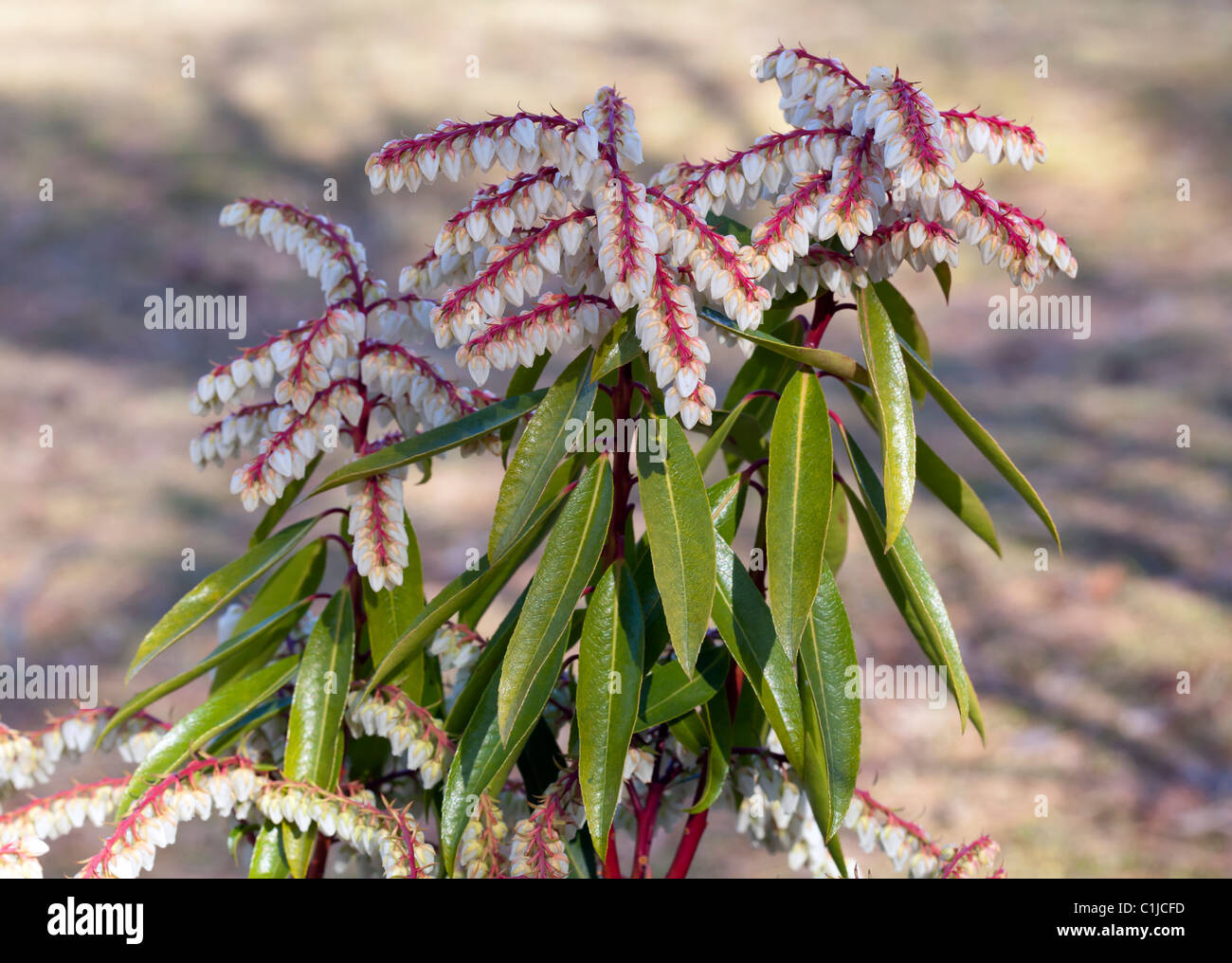 Sarcococca japonica Brower è di una bellezza - Giapponese sarcococca Foto Stock