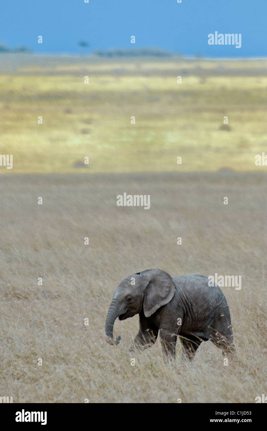Elefante africano di vitello, Loxodonta africana, il Masai Mara riserva nazionale, Kenya, Africa Foto Stock