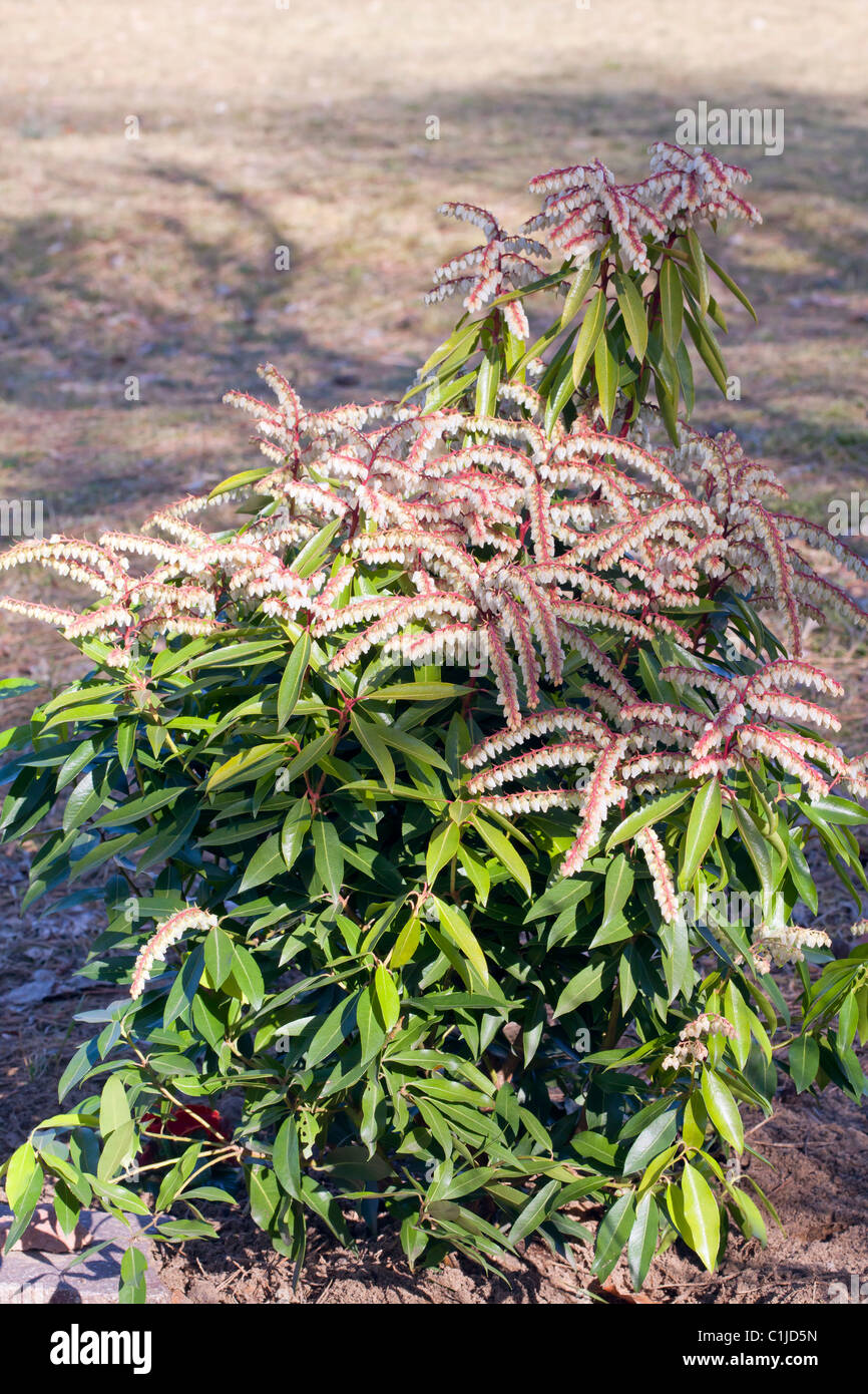 Sarcococca japonica Brower è di una bellezza - Giapponese sarcococca Foto Stock