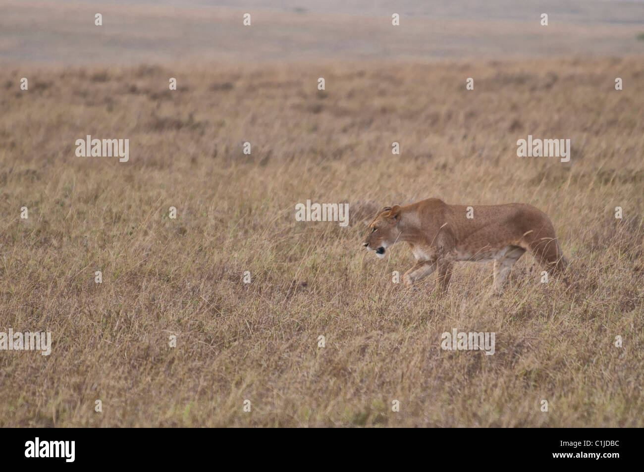 Leonessa, panthera leo, stalking preda nella Riserva Nazionale di Masai Mara, Kenya, Africa Foto Stock