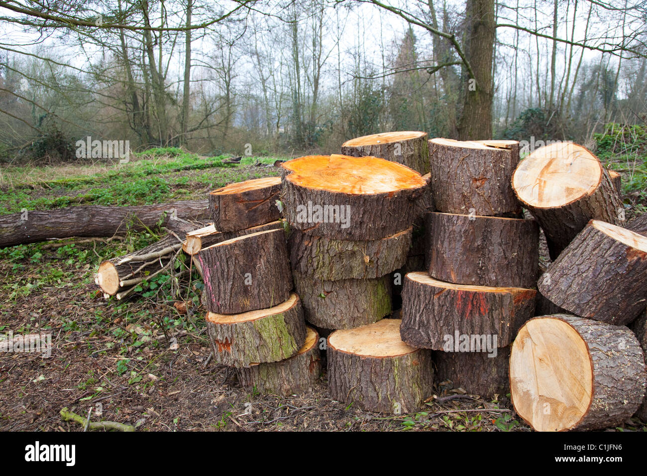 La gestione forestale, log pila sinistra come parte di una politica di conservazione delle risorse, Kent, Regno Unito Foto Stock