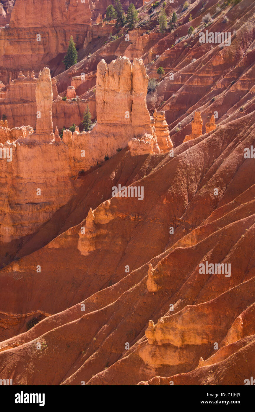 Hoodoos di arenaria e abete Douglas alberi in Bryce Canyon anfiteatro USA Utah Foto Stock
