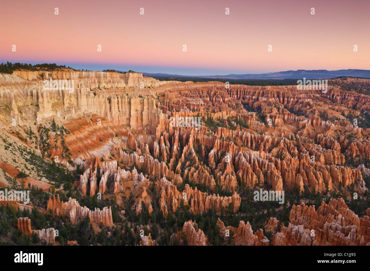 Hoodoos di arenaria e abete Douglas alberi in Bryce Canyon anfiteatro USA Utah Foto Stock