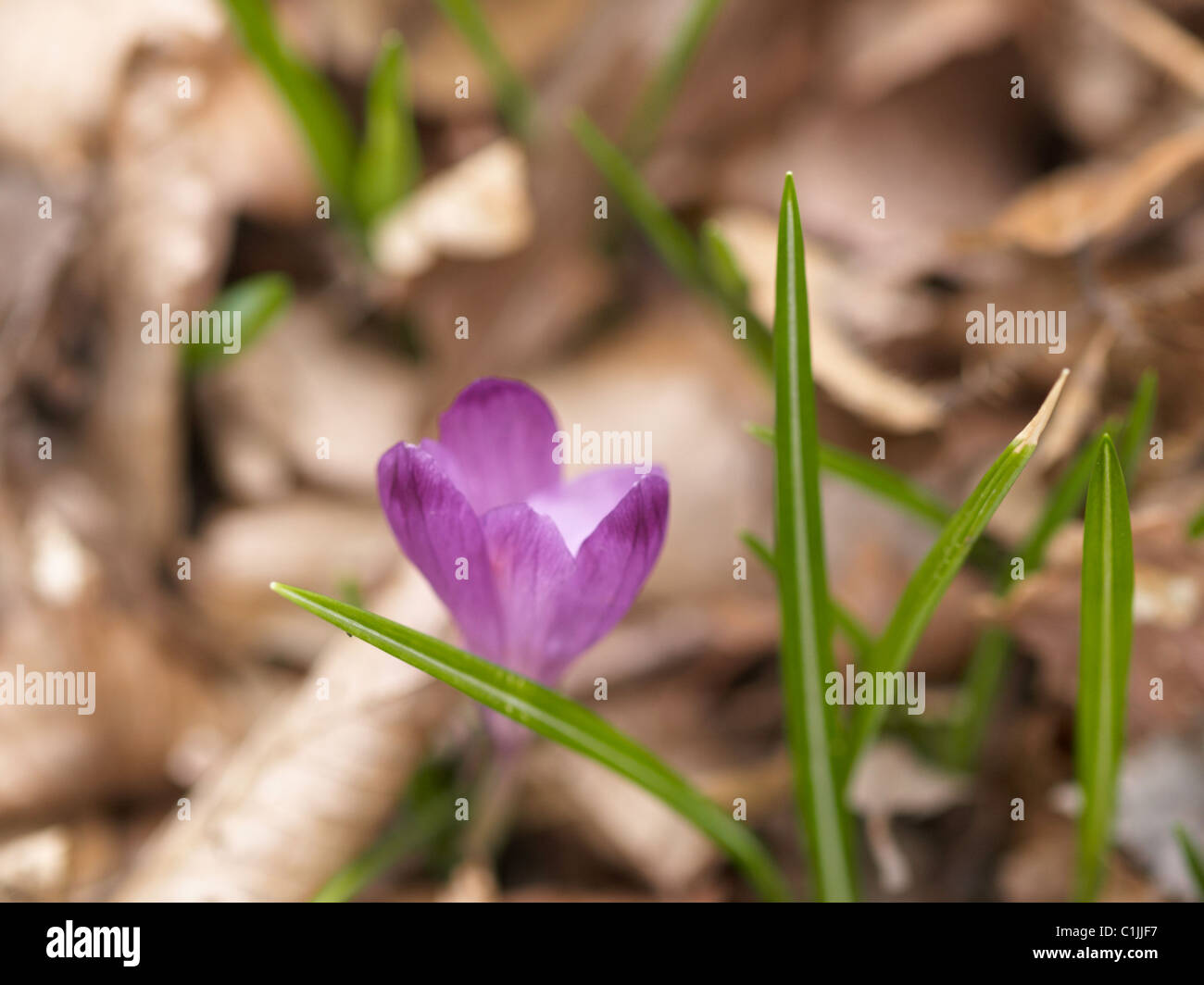 Molla di bosco Crocus con open fiore violaceo (crocus vernus, Giant Crocus) Foto Stock