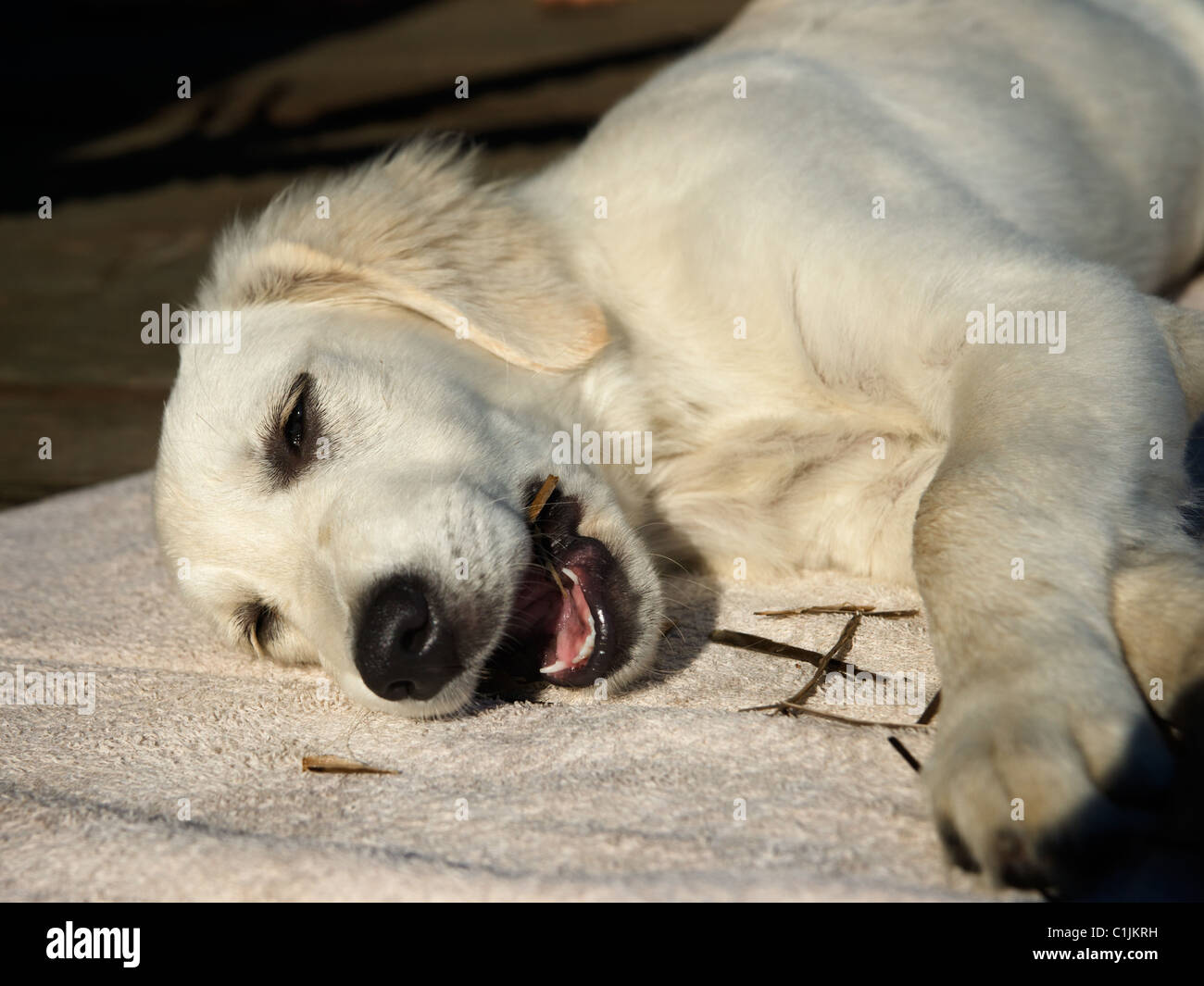 Golden Retriever cucciolo sul tovagliolo Foto Stock