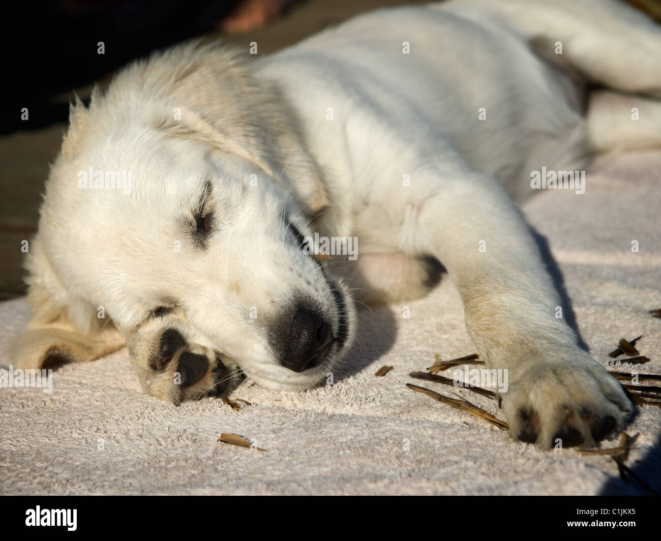 Golden Retriever cucciolo dorme sul tovagliolo Foto Stock