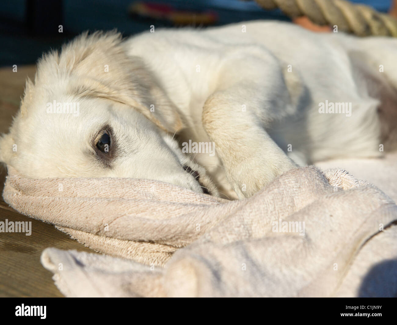 Golden Retriever cucciolo sul tovagliolo Foto Stock