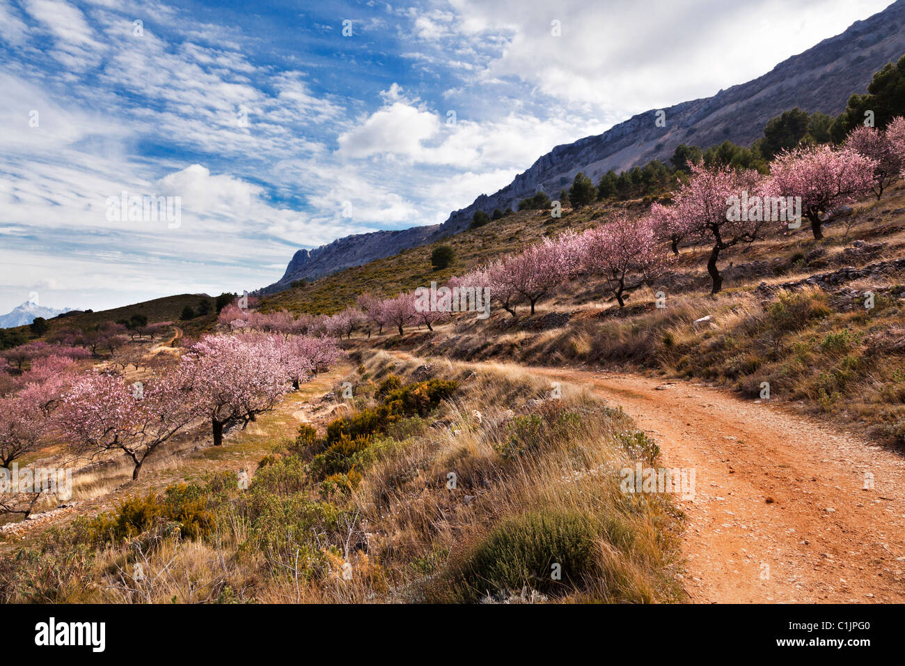 Percorso di avvolgimento attraverso la fioritura dei mandorli, nelle montagne della Sierra Aitana, Costa Blanca, Alicante, Valencia, Spagna Foto Stock
