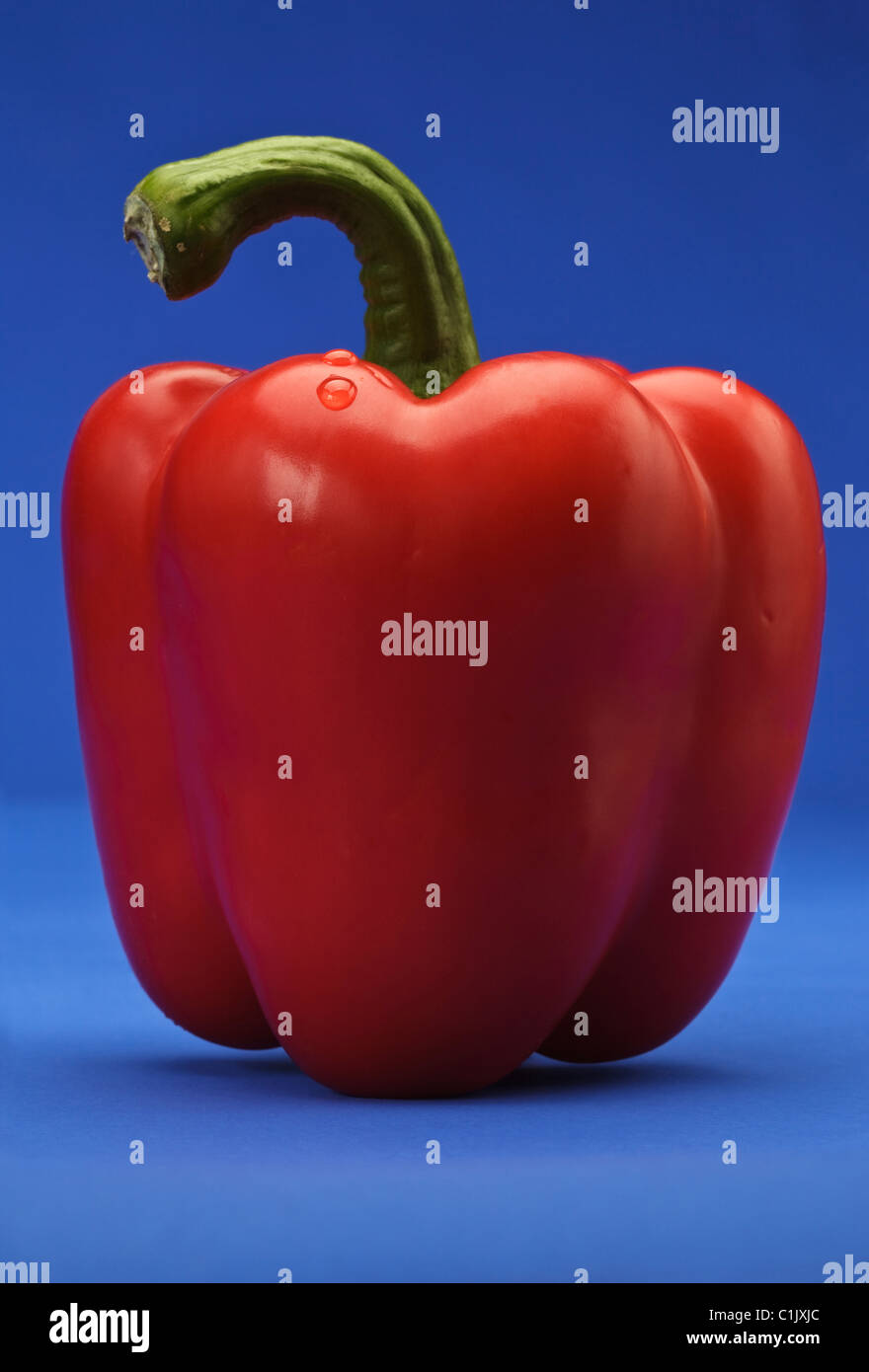 Red Bellpepper close up su sfondo blu Foto Stock