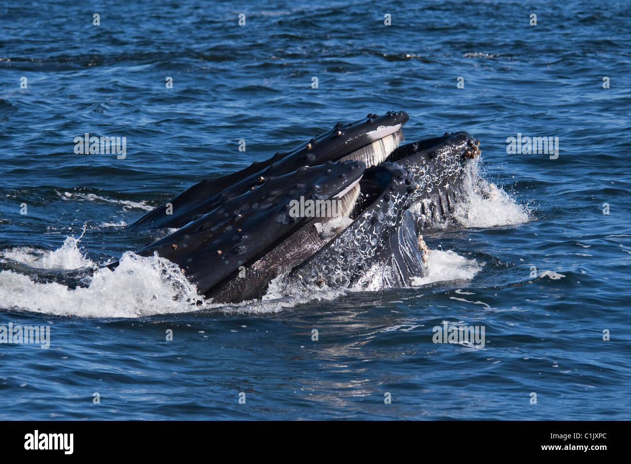 Due Balene Humpback (Megaptera novaeangliae) lunge-alimentando il krill. Monterey, California, Oceano Pacifico. Foto Stock