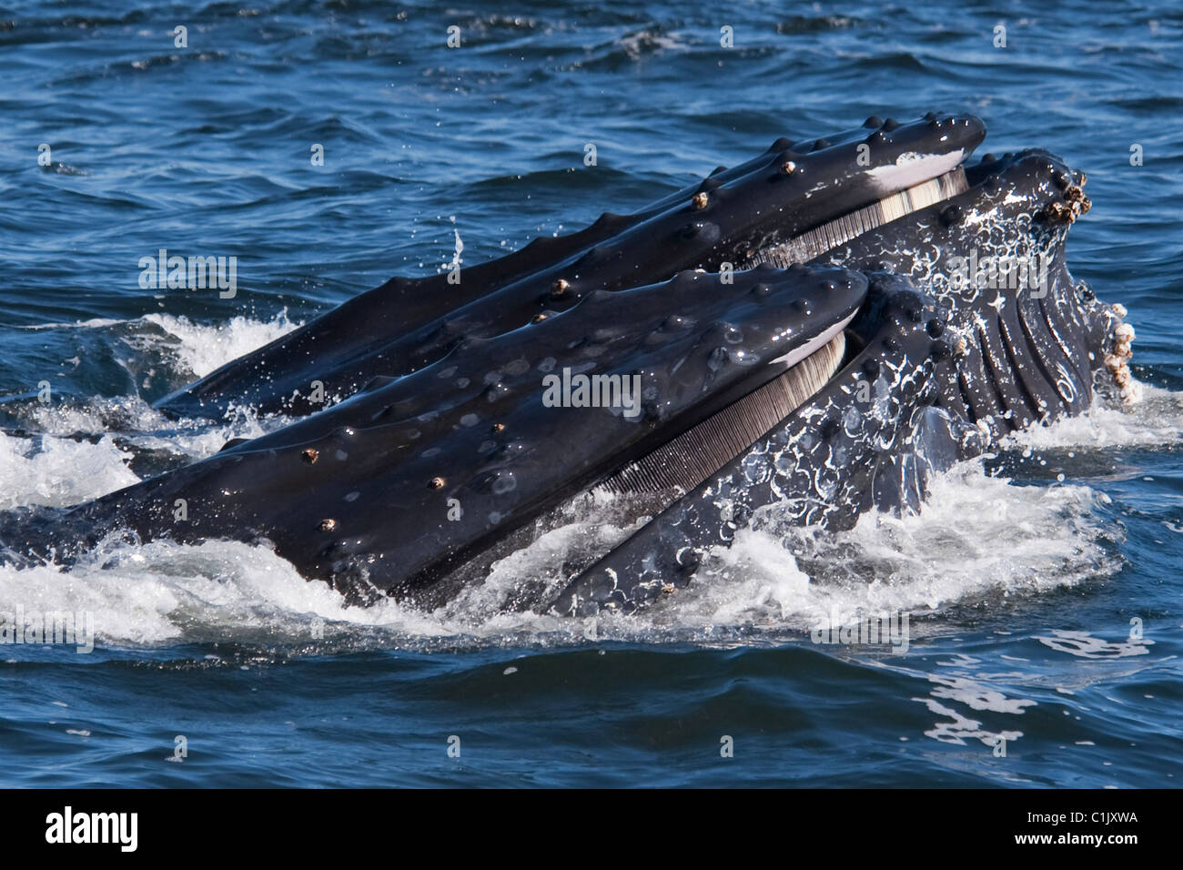 Due Balene Humpback (Megaptera novaeangliae) lunge-alimentando il krill. Monterey, California, Oceano Pacifico. Foto Stock