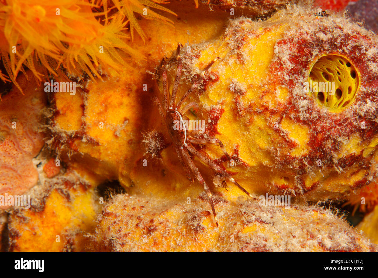Rosso-increspata aggrappati granchio (Mithrax forcipi) sul tubo spugna (Aplysina fistularis). Foto Stock