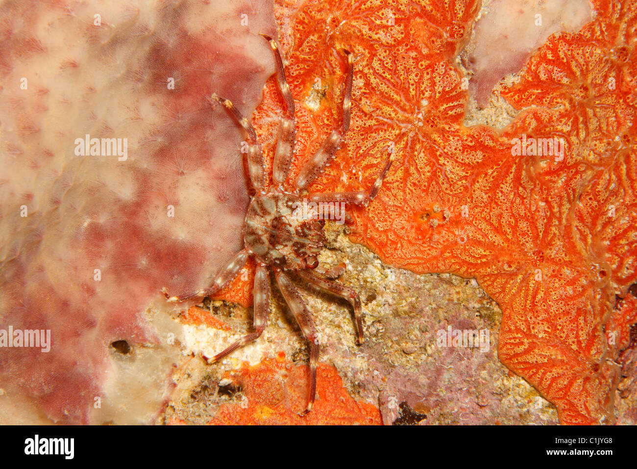 Rosso-increspata aggrappati granchio (Mithrax pinze) Foto Stock